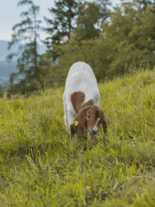 Swiss goat